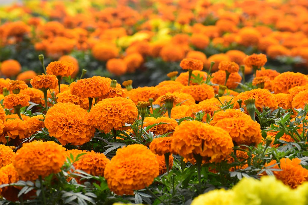 A vivid display of marigold flowers in full bloom, capturing the essence of spring in a bright orange field.