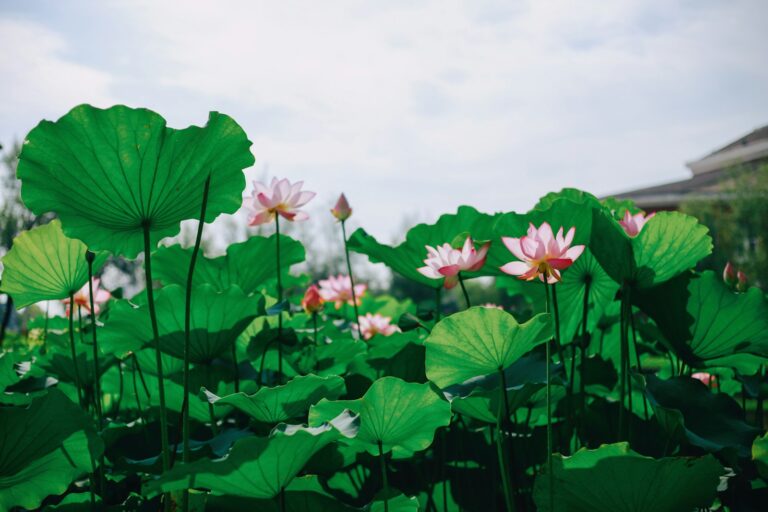 A field full of green leaves and pink flowers